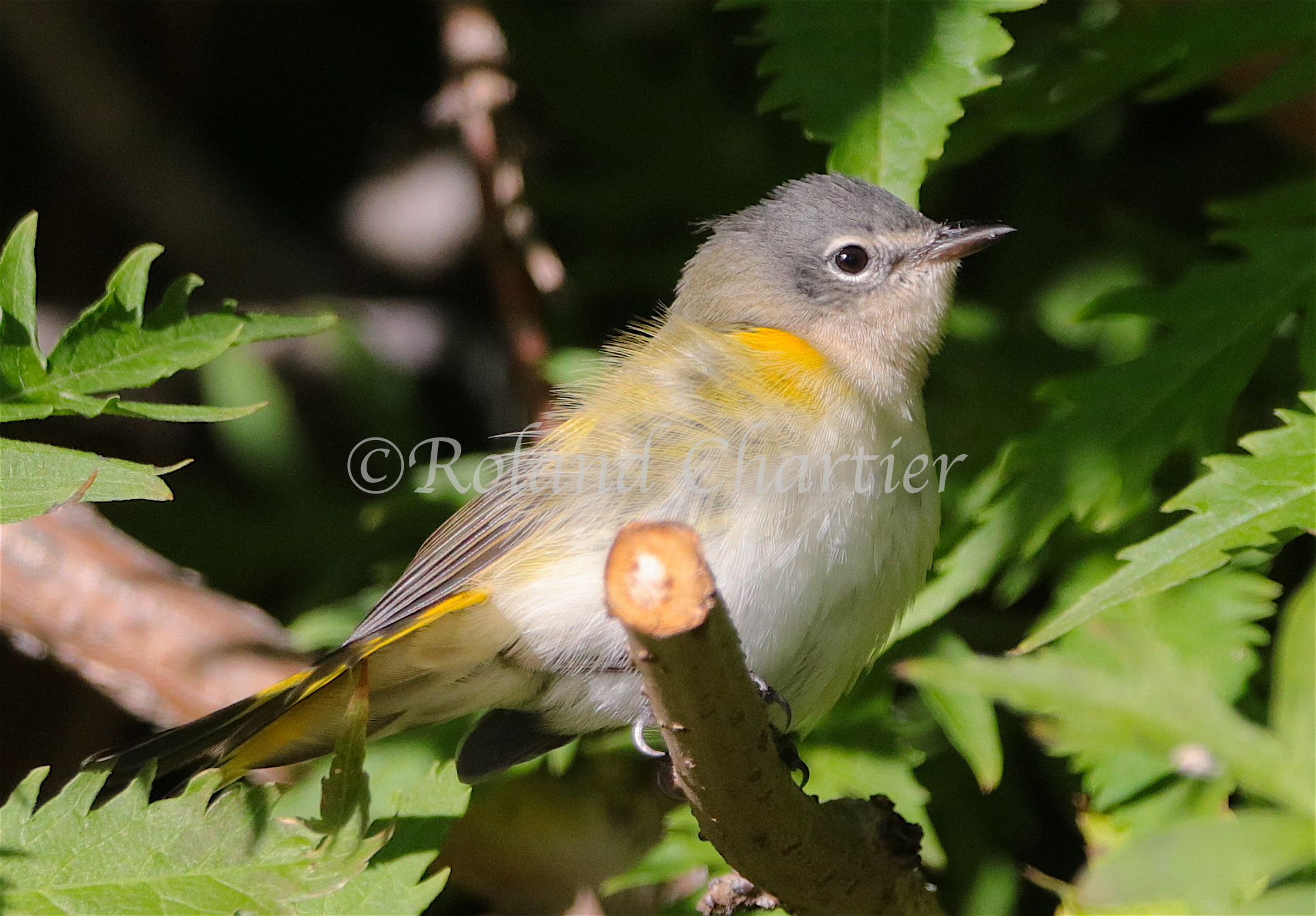 American Redstart perched on a branch